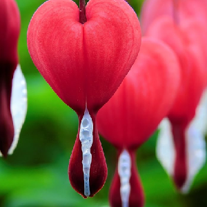 Week 14: Search My Heart